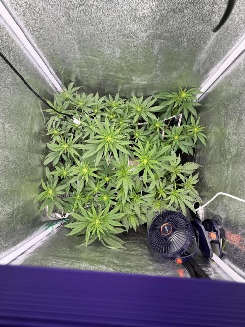 6 x 3,4l / 200w (SensiSeed). Week 7