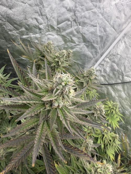 90x90 /420 w/ Best Breeders,Top Strain. Week 10