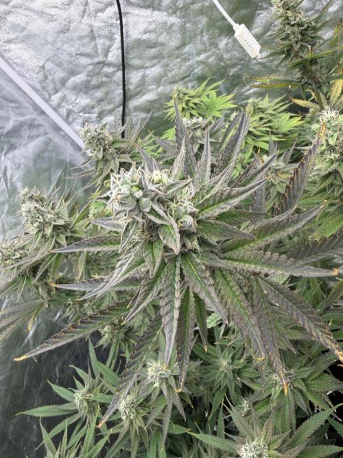 90x90 /420 w/ Best Breeders,Top Strain. Week 10