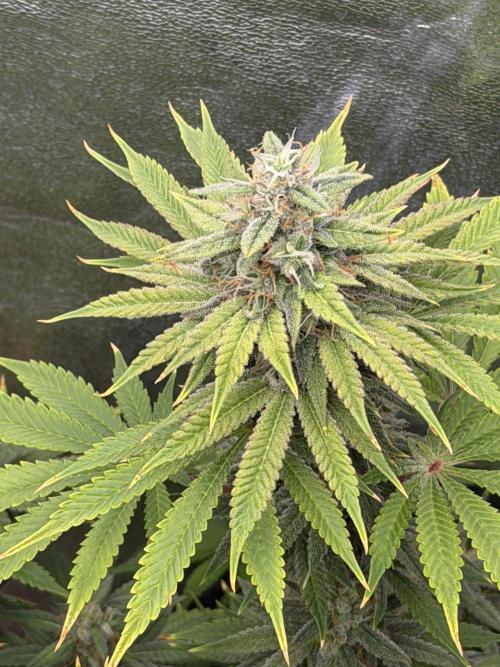 90x90 /420 w/ Best Breeders,Top Strain. Week 10