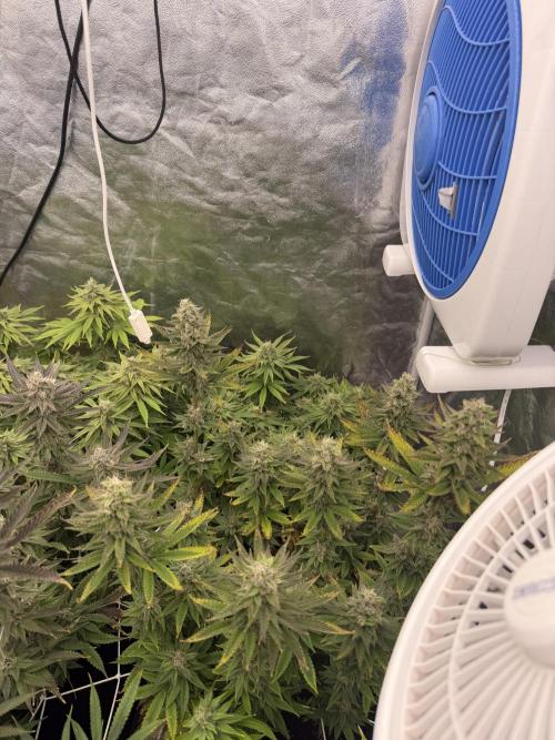 90x90 /420 w/ Best Breeders,Top Strain. Week 11 - Day (27 June)