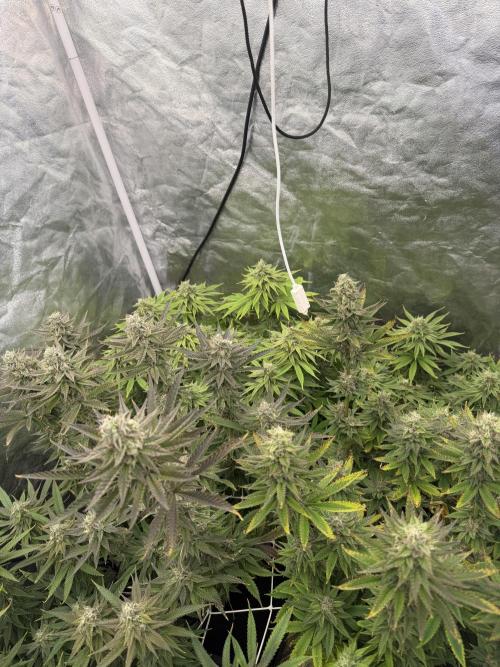 90x90 /420 w/ Best Breeders,Top Strain. Week 11