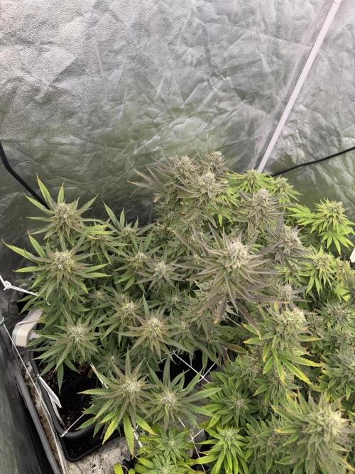 90x90 /420 w/ Best Breeders,Top Strain. Week 11