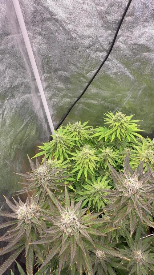 90x90 /420 w/ Best Breeders,Top Strain