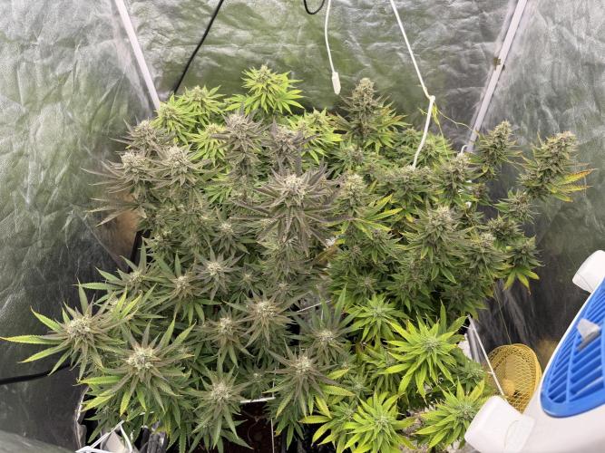 90x90 /420 w/ Best Breeders,Top Strain. Week 11