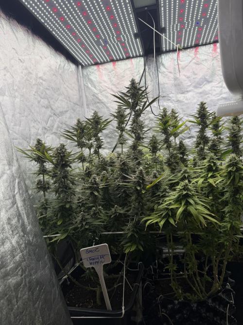 90x90 /420 w/ Best Breeders,Top Strain. Week 11