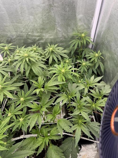 6 x 3,4l / 200w (SensiSeed). Week 8 - Day (02 July)