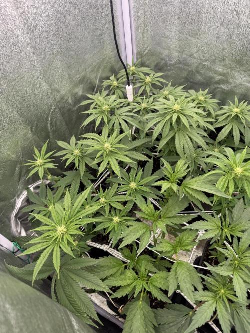 6 x 3,4l / 200w (SensiSeed). Week 8
