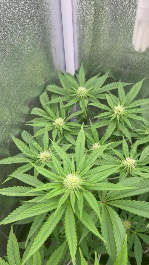 6 x 3,4l / 200w (SensiSeed)