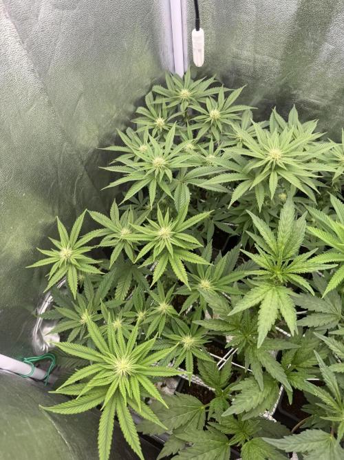 6 x 3,4l / 200w (SensiSeed). Week 8