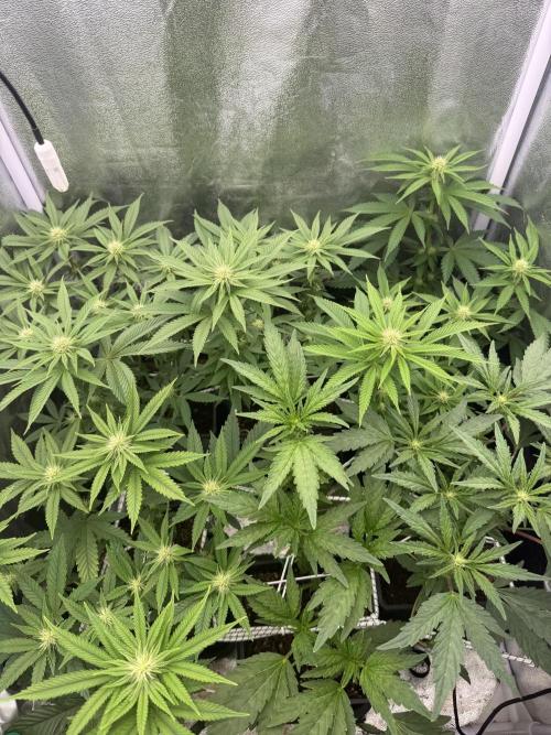 6 x 3,4l / 200w (SensiSeed). Week 8