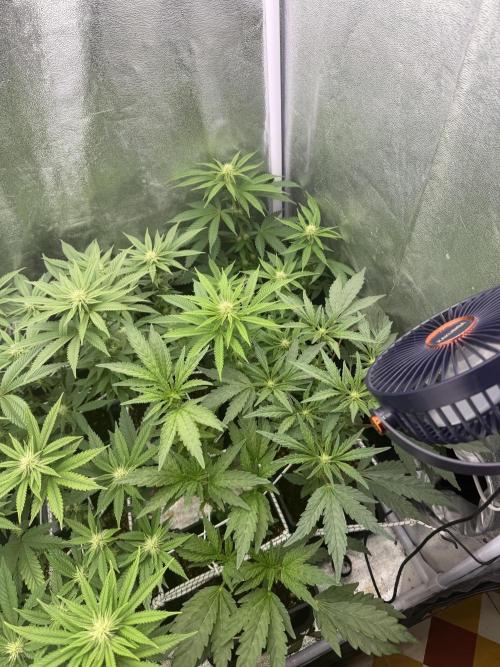 6 x 3,4l / 200w (SensiSeed). Week 8
