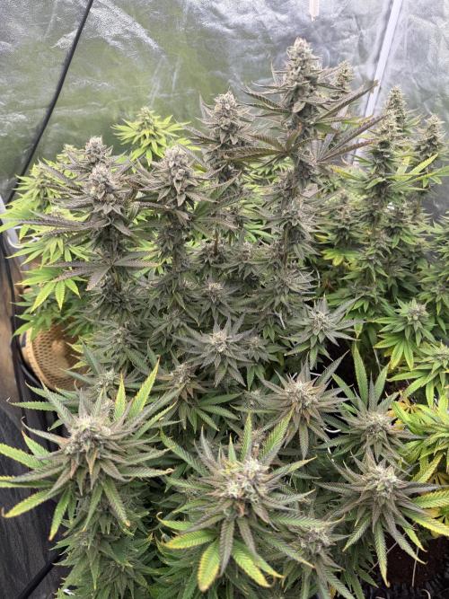 90x90 /420 w/ Best Breeders,Top Strain. Week 12