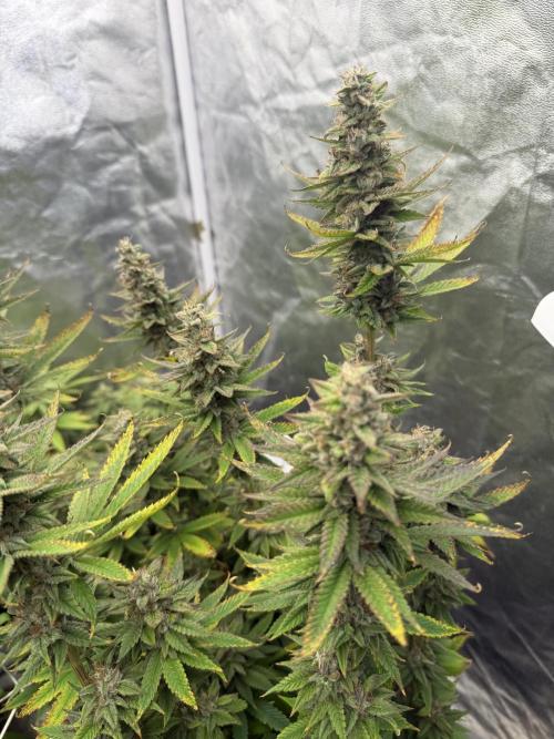 90x90 /420 w/ Best Breeders,Top Strain. Week 12