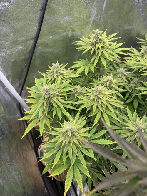 90x90 /420 w/ Best Breeders,Top Strain. Week 12