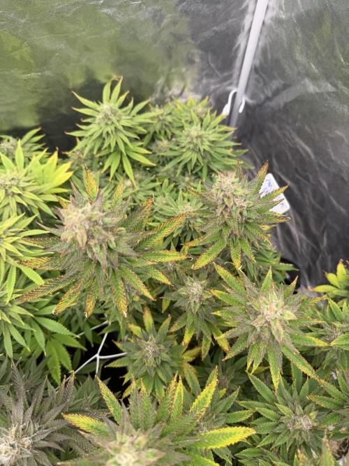 90x90 /420 w/ Best Breeders,Top Strain. Week 12