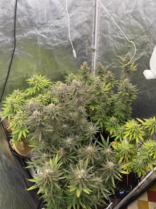 90x90 /420 w/ Best Breeders,Top Strain. Week 12