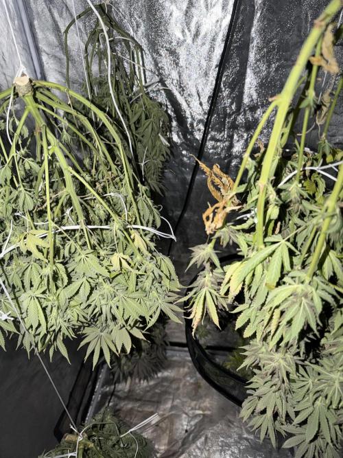 90x90 /420 w/ Best Breeders,Top Strain. Week 13