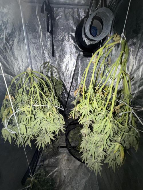 90x90 /420 w/ Best Breeders,Top Strain. Week 13