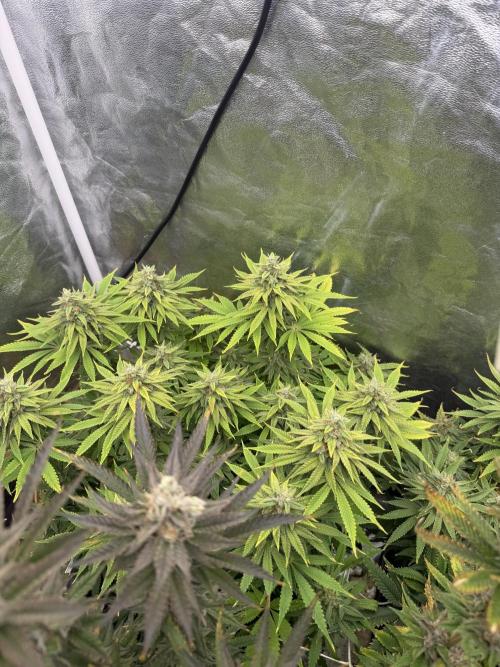90x90 /420 w/ Best Breeders,Top Strain. Week 13