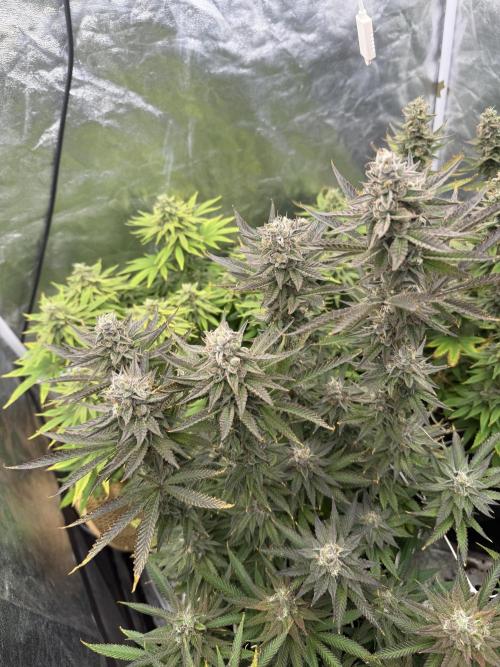 90x90 /420 w/ Best Breeders,Top Strain. Week 13