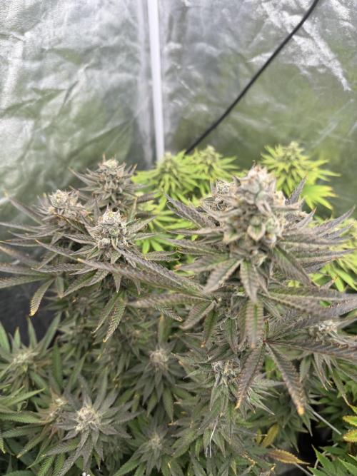90x90 /420 w/ Best Breeders,Top Strain. Week 13
