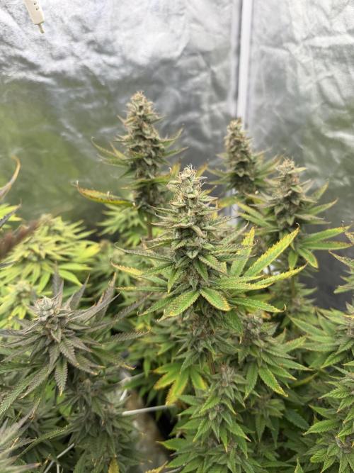 90x90 /420 w/ Best Breeders,Top Strain. Week 13