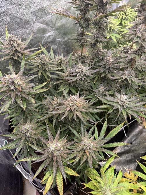 90x90 /420 w/ Best Breeders,Top Strain. Week 13
