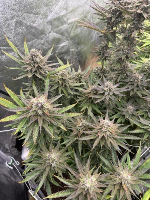90x90 /420 w/ Best Breeders,Top Strain. Week 13