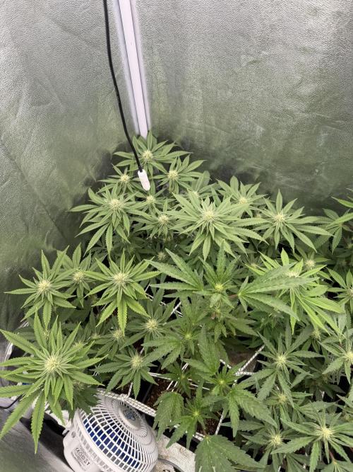 6 x 3,4l / 200w (SensiSeed). Week 8
