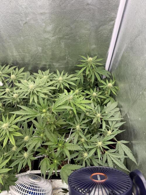 6 x 3,4l / 200w (SensiSeed). Week 8