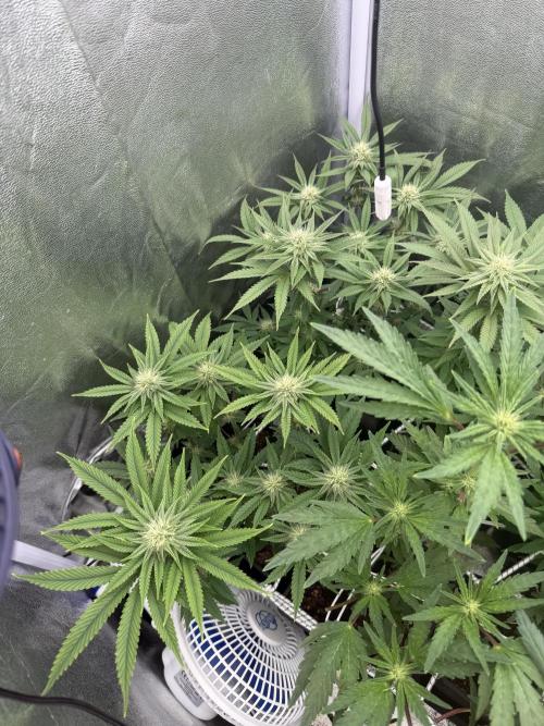 6 x 3,4l / 200w (SensiSeed). Week 8