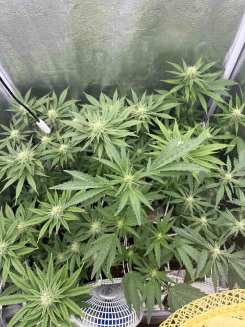 6 x 3,4l / 200w (SensiSeed). Week 8