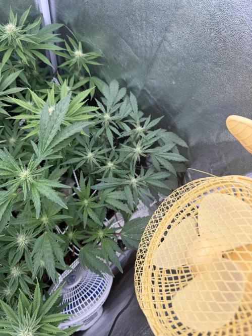 6 x 3,4l / 200w (SensiSeed). Week 8