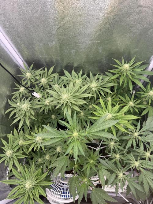 6 x 3,4l / 200w (SensiSeed). Week 8