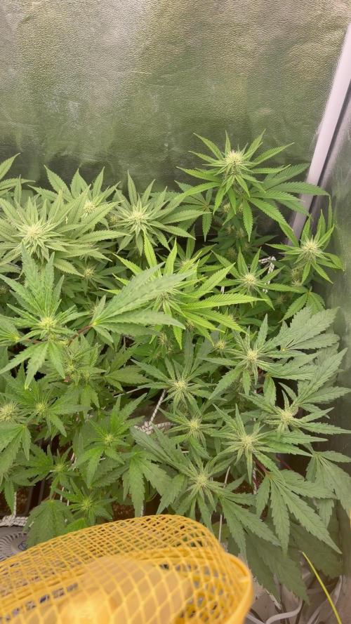 6 x 3,4l / 200w (SensiSeed)