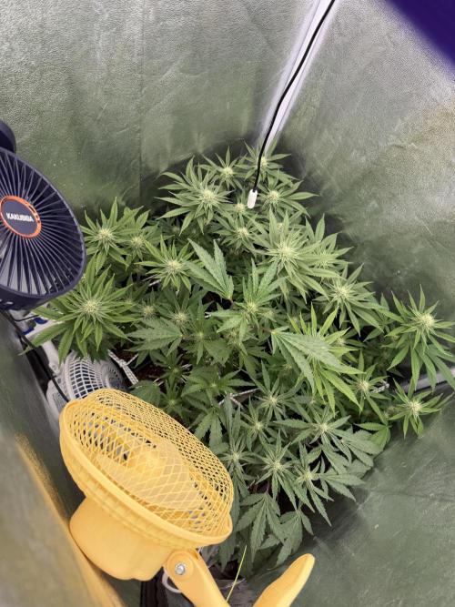 6 x 3,4l / 200w (SensiSeed). Week 8