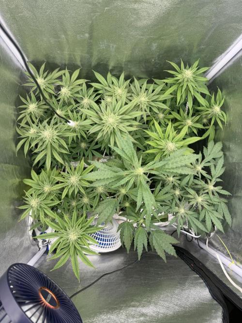 6 x 3,4l / 200w (SensiSeed). Week 9 - Day ( 10 July)