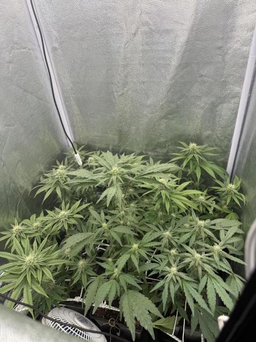 6 x 3,4l / 200w (SensiSeed). Week 9