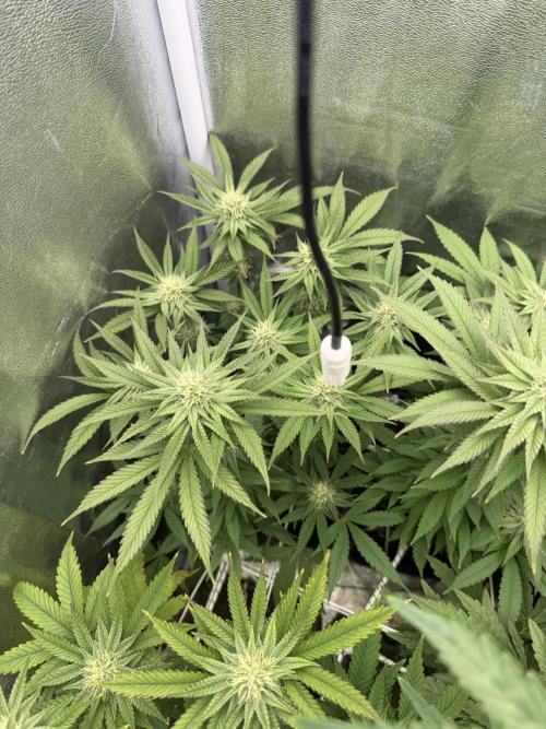 6 x 3,4l / 200w (SensiSeed). Week 9