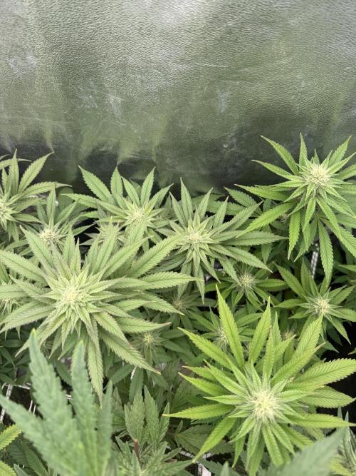 6 x 3,4l / 200w (SensiSeed). Week 9