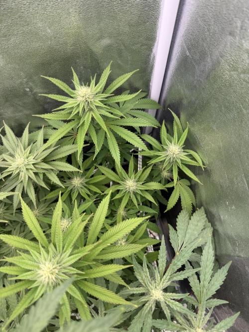6 x 3,4l / 200w (SensiSeed). Week 9