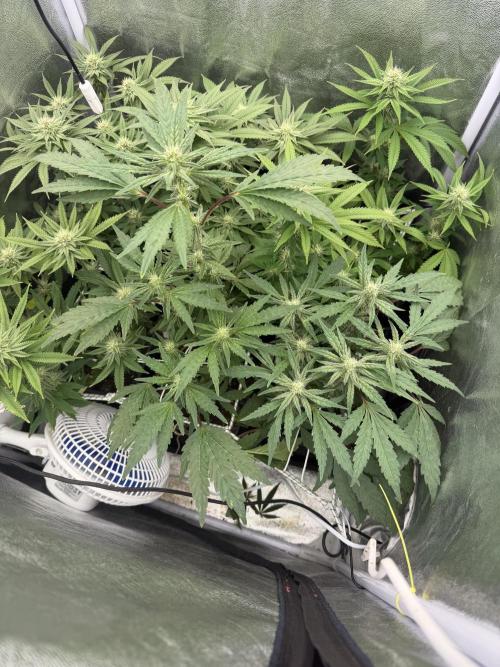 6 x 3,4l / 200w (SensiSeed). Week 9