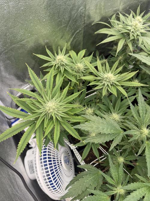 6 x 3,4l / 200w (SensiSeed). Week 9