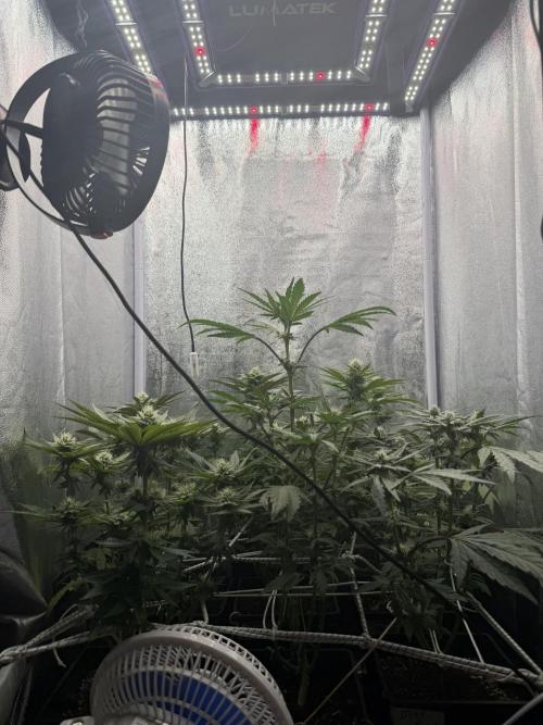 6 x 3,4l / 200w (SensiSeed). Week 9