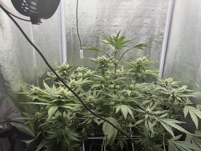 6 x 3,4l / 200w (SensiSeed). Week 9