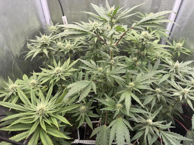 6 x 3,4l / 200w (SensiSeed). Week 9