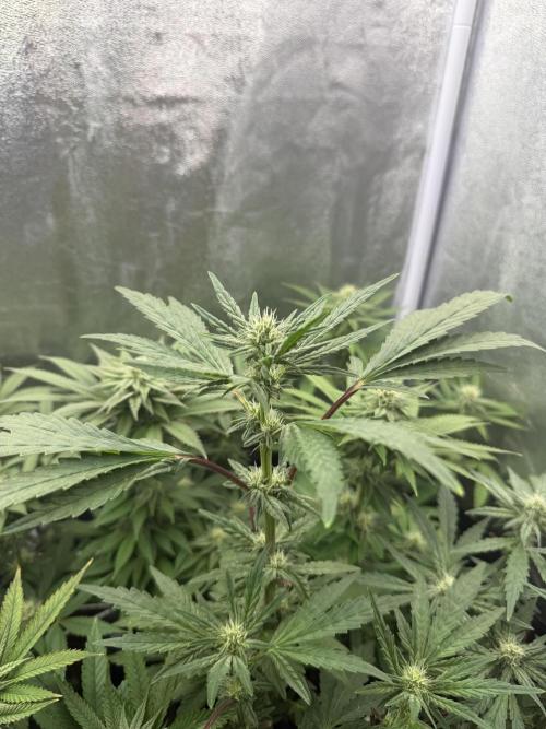 6 x 3,4l / 200w (SensiSeed). Week 9