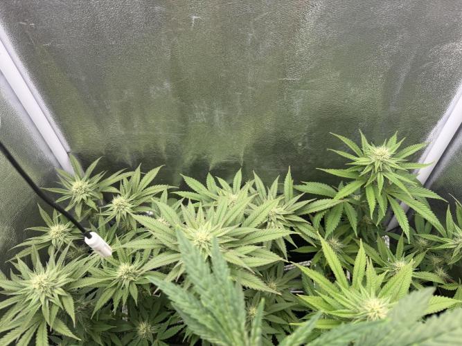 6 x 3,4l / 200w (SensiSeed). Week 9