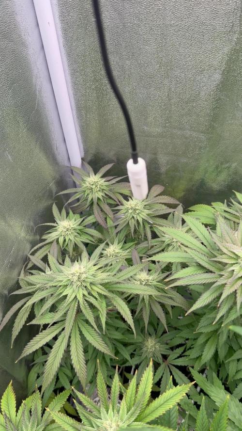 6 x 3,4l / 200w (SensiSeed)